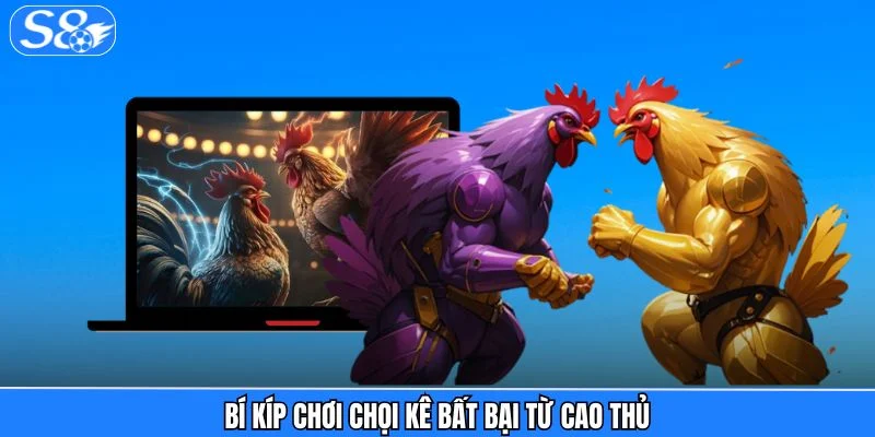 Đá gà S8 Bí kíp chơi chọi kê bất bại từ cao thủ