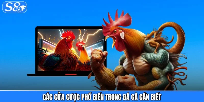 Đá gà S8 Các cửa cược phổ biến trong đá gà cần biết